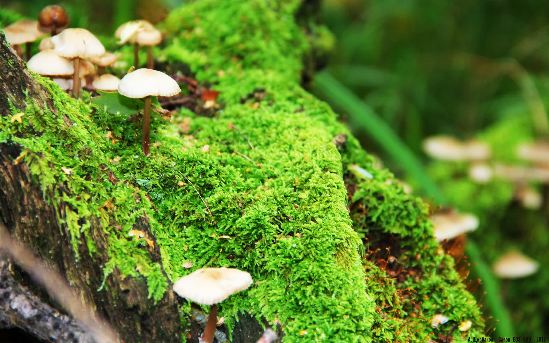 世界登山青年导师长期观察第19期数据摘要发布，世界登山大师